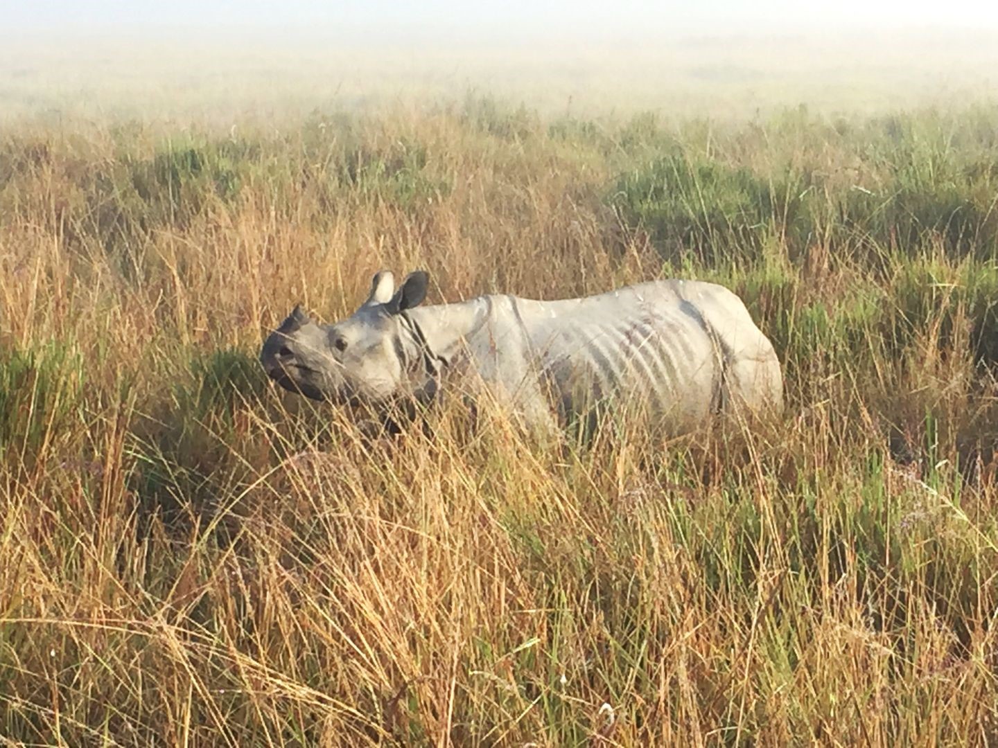 Why Kaziranga and Rhinos are so important - Stamped Moments