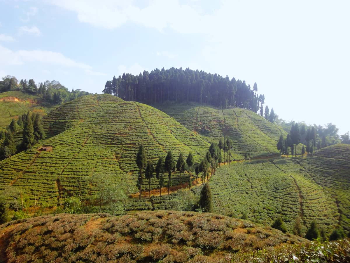 Darjeeling Travel Guide: Tea Gardens and Mountains - Accommodation options in Darjeeling